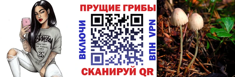 где купить наркотик Любань Псилоцибиновые грибы Psilocybine cubensis